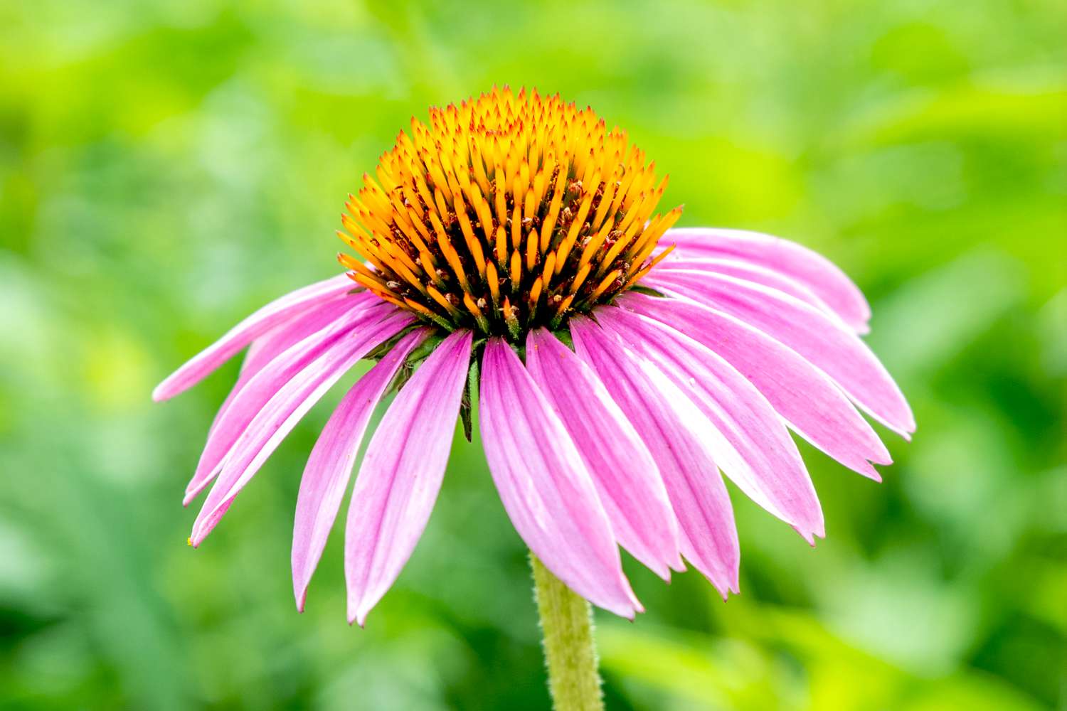 Purple Coneflower