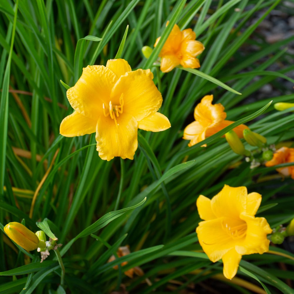 Daylily Stella de Oro