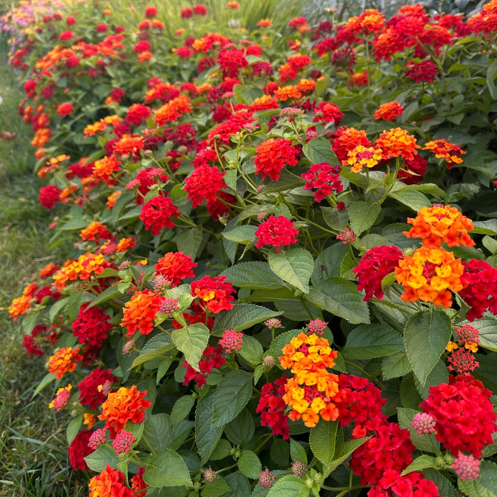 Blanket Flower